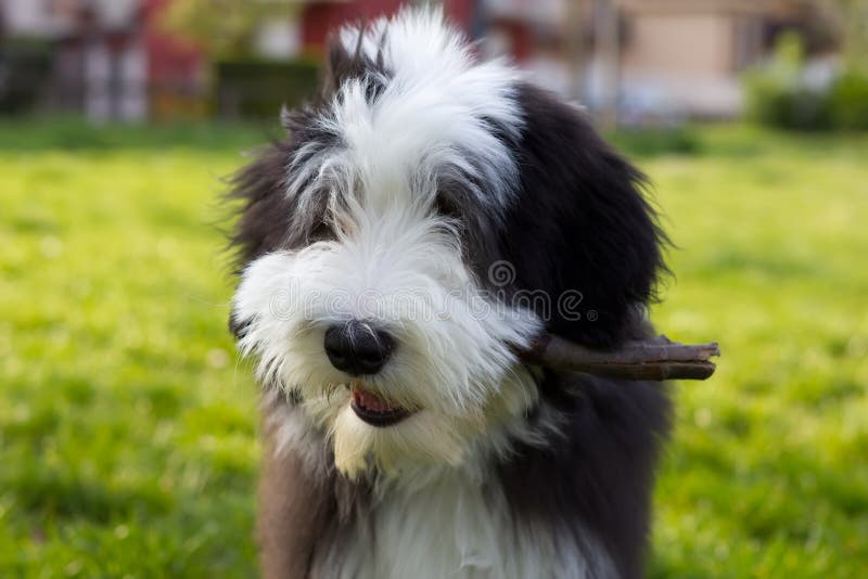 lindo cachorro collie barbudo triste inglês velho cão pastor