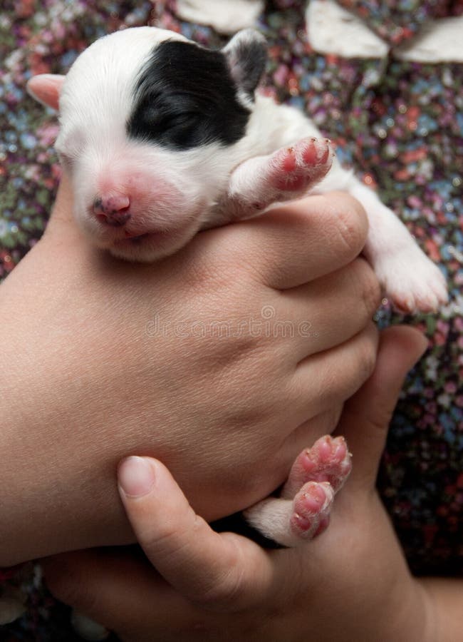 Sheepdog Inglês Velho Recém-nascido Foto de Stock - Imagem de