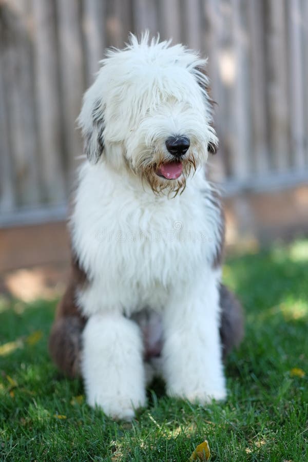 Cartão Postal De Convite Sheepdog inglês velho