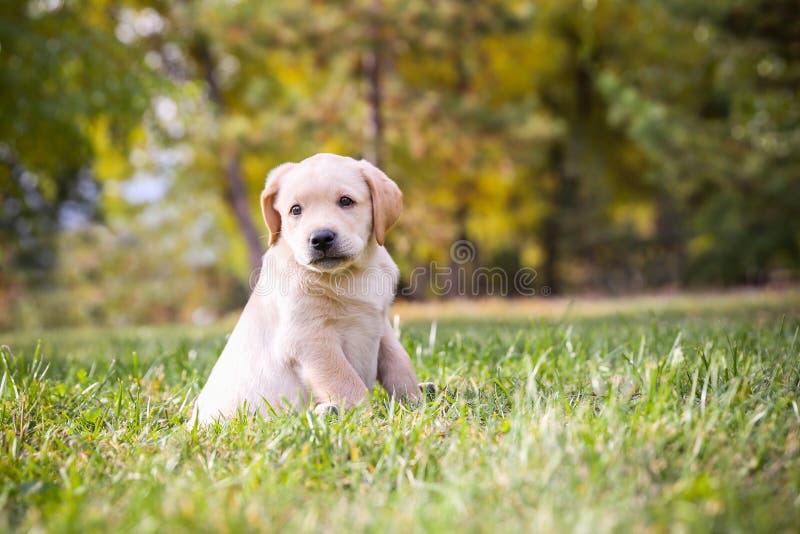 Filhote de cachorro Labrador fotografia de stock Filhote de cachorro Labrador fotografia de stock
