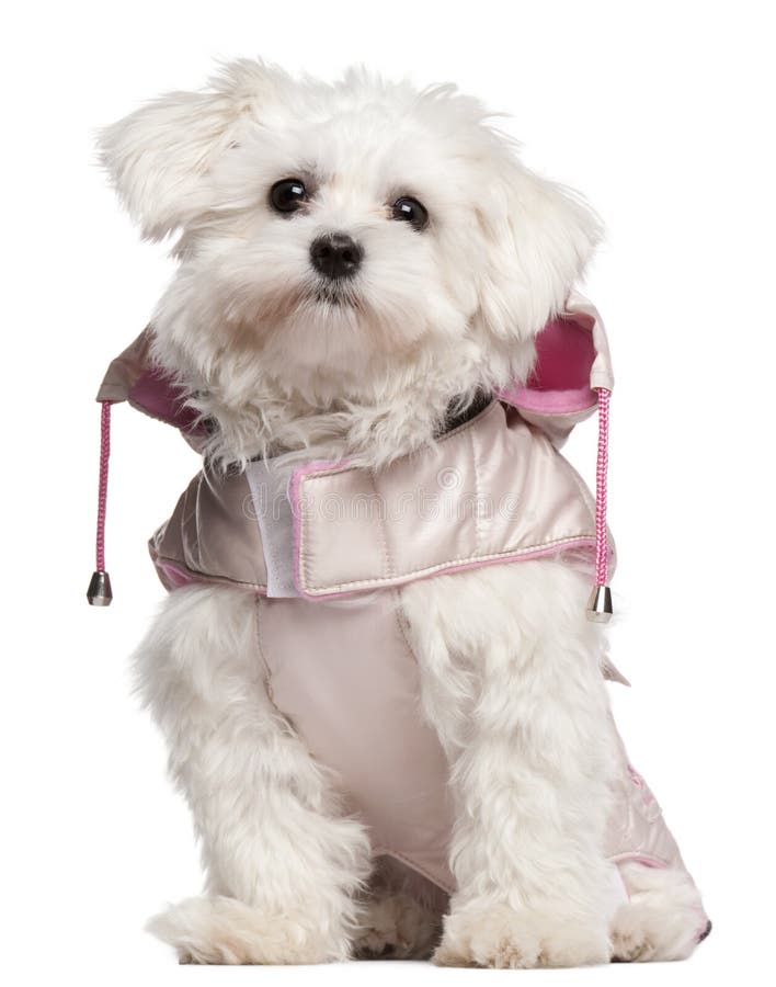 Filhote de cachorro maltês que desgasta o revestimento cor-de-rosa, 9 meses velho foto de stock Filhote de cachorro maltês que desgasta o revestimento cor-de-rosa, 9 meses velho foto de stock