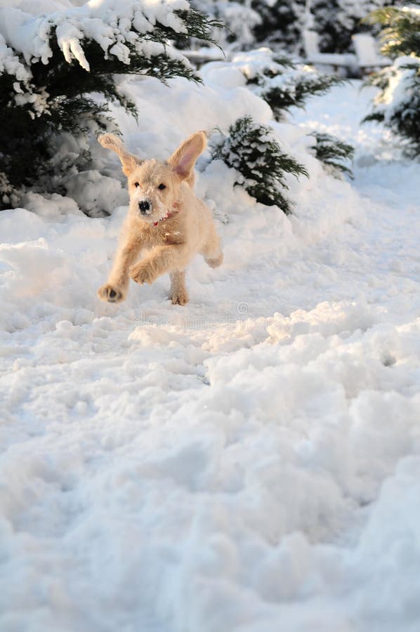Filhote De Cachorro Na Neve Foto de Stock - Imagem de branco, funcionar