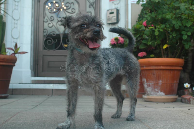Filhote de cachorro de sorriso da raça da mistura de Gray Wire Haired Schnazer Terrier imagem de stock royalty free Filhote de cachorro de sorriso da raça da mistura de Gray Wire Haired Schnazer Terrier imagem de stock royalty free