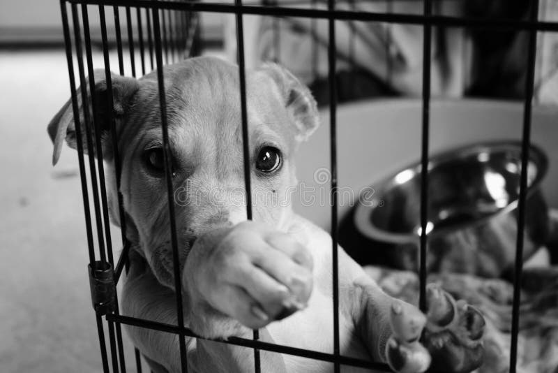 Filhote de cachorro triste em uma gaiola