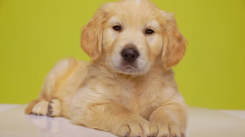 Filhote de golden retrive fofo em fundo amarelo