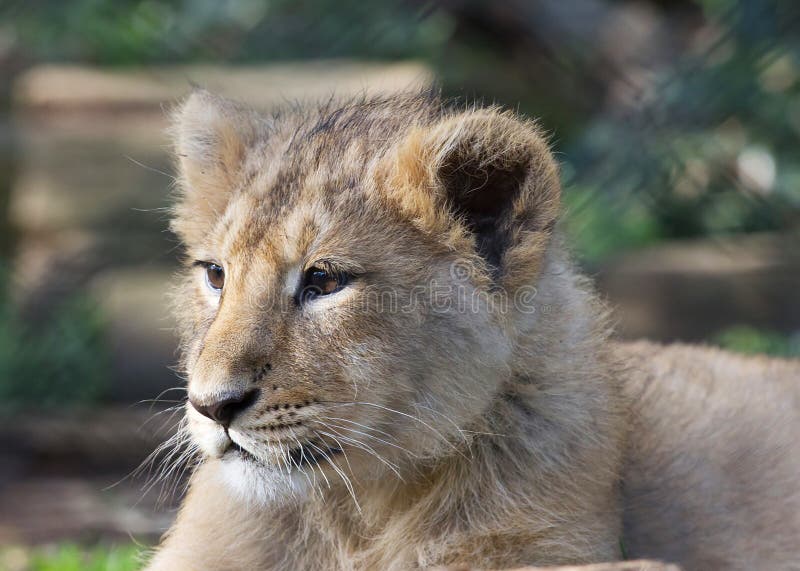 A close up image of a rare asiatic lion cub (Panthera leo goojratensis). A close up image of a rare asiatic lion cub (Panthera leo goojratensis)