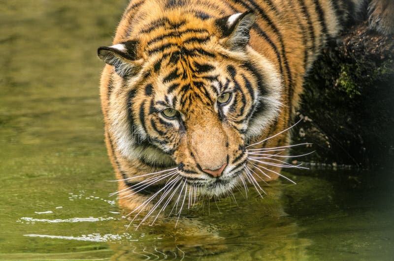 Ai Gerado Tigre Filhote - Imagens grátis no Pixabay - Pixabay