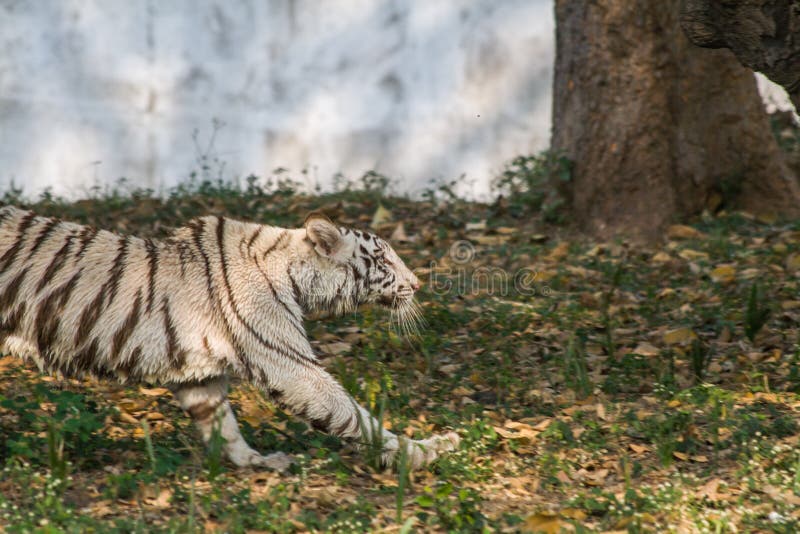 Jogo De Tigre Branco Na Índia Imagem de Stock - Imagem de branco