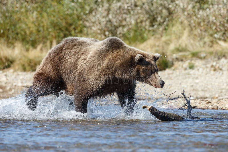 Filhote de urso de Brown em Alaska Katmai imagem de stock Filhote de urso de Brown em Alaska Katmai imagem de stock