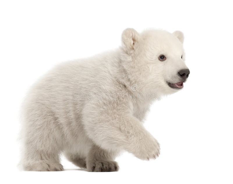 Filhote de urso polar, maritimus do Ursus, 3 meses velho imagens de stock Filhote de urso polar, maritimus do Ursus, 3 meses velho imagens de stock