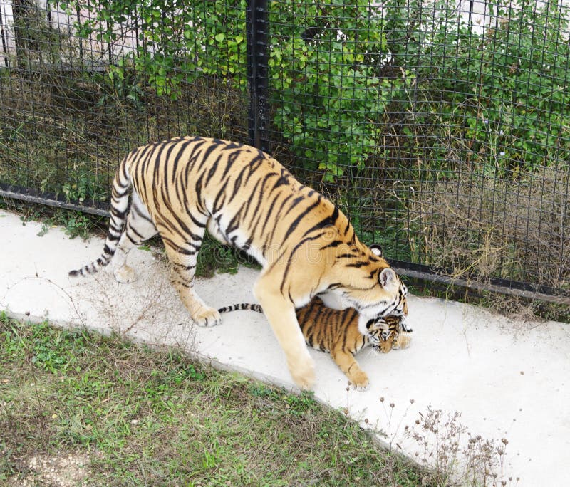 Tigress with cub in aviary, Safari Park Taigan, Crimea. Tigress with cub in aviary, Safari Park Taigan, Crimea.