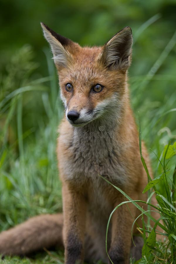 Filhote do Fox vermelho