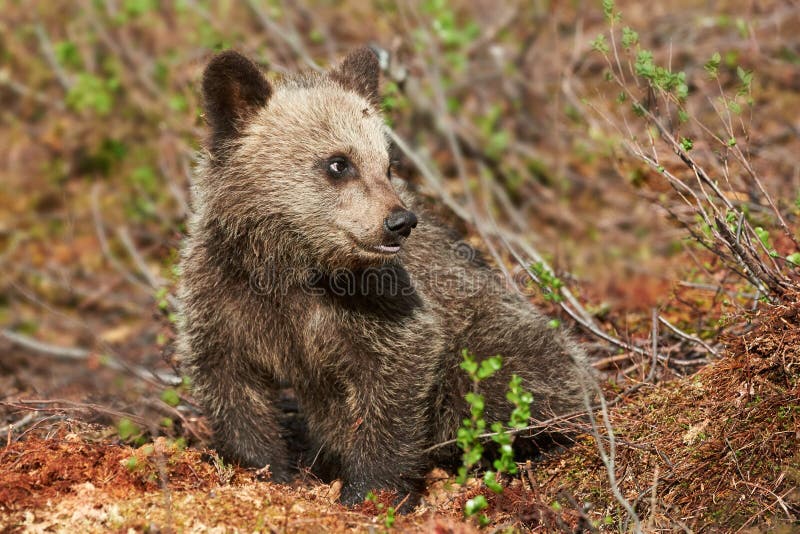 Filhote pequeno do urso marrom imagens de stock royalty free Filhote pequeno do urso marrom imagens de stock royalty free