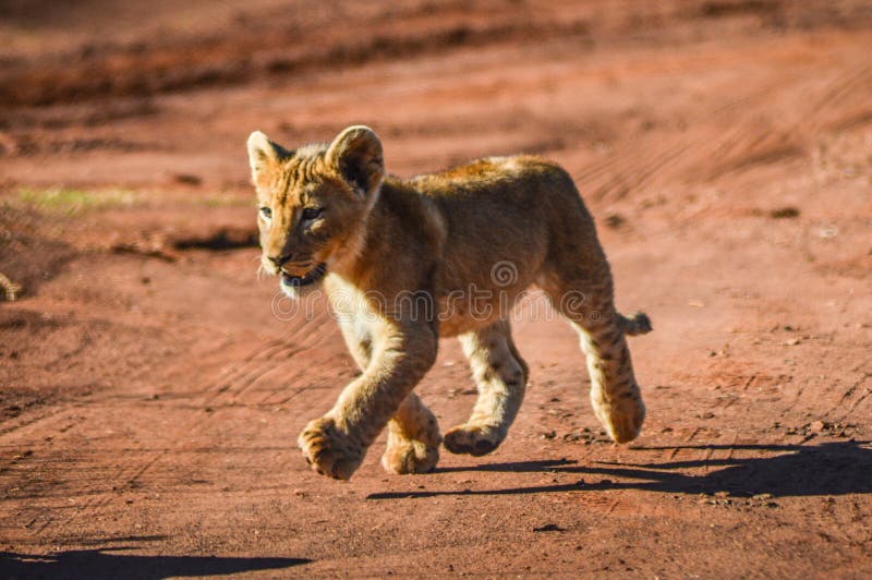 Filhotes de leão marrons bonitos e adoráveis que correm e que jogam em uma reserva do jogo em Joanesburgo África do Sul