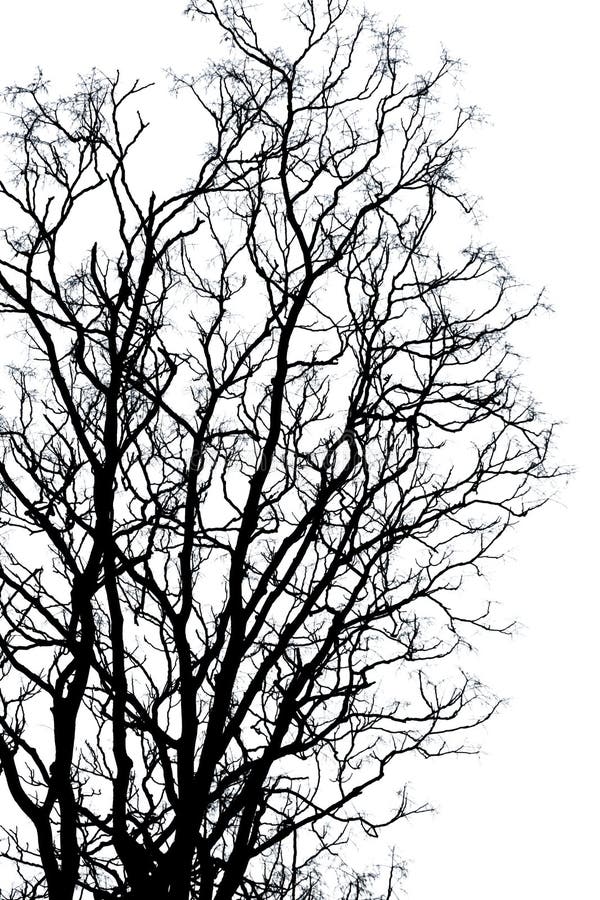 Image of grunge silhouette branches. Qingdao；China. Image of grunge silhouette branches. Qingdao；China