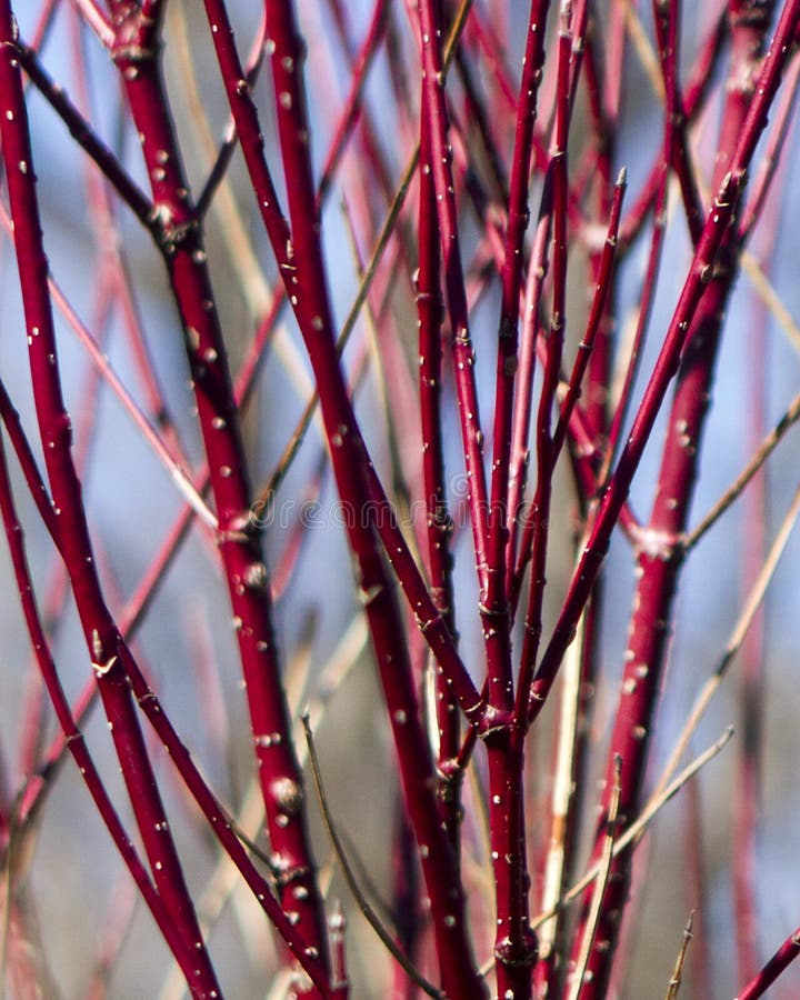 A thicket of red-twig Dogwood branches in late winter. A thicket of red-twig Dogwood branches in late winter