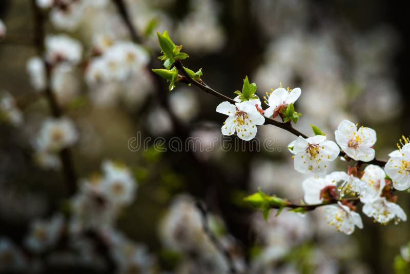Filial av aprikosträdet med att blomma blommor arkivbilder Filial av aprikosträdet med att blomma blommor arkivbilder