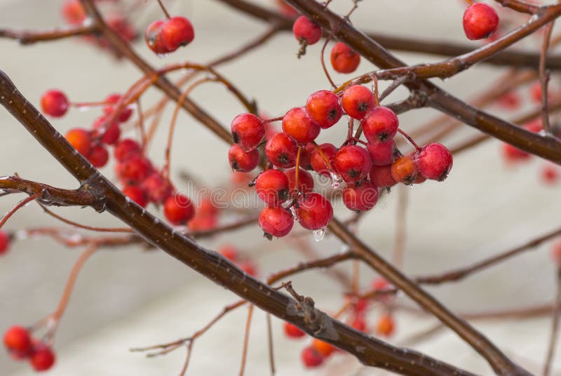Filial av ashberry med klungan av röda och mogna bär arkivfoto Filial av ashberry med klungan av röda och mogna bär arkivfoto