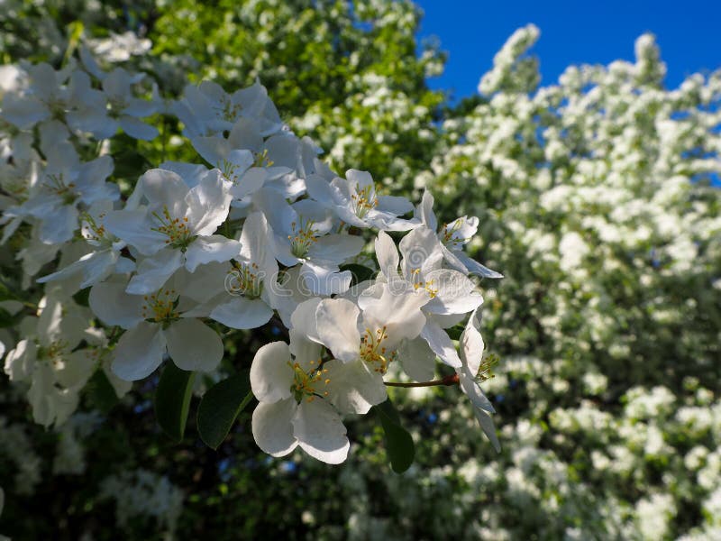 Filial av att blomma den vita nära sikten för äppleträd royaltyfria bilder Filial av att blomma den vita nära sikten för äppleträd royaltyfria bilder