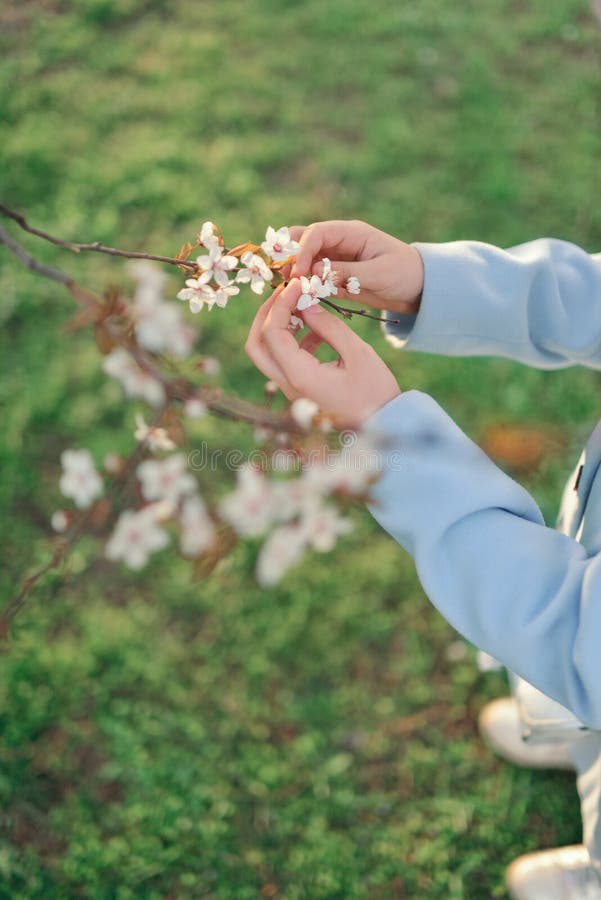 Filial av ett blomstra träd och barns händer royaltyfri foto Filial av ett blomstra träd och barns händer royaltyfri foto