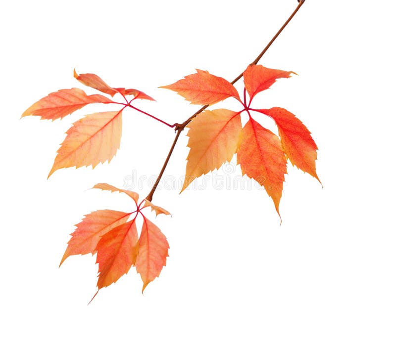 Filial av höstsidor som isoleras på en vit bakgrund Parthenocissus Quinquefolia arkivfoton