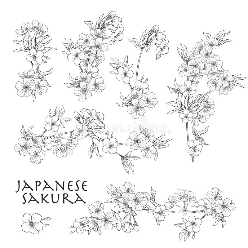 Filial av körsbärsröda blomningar, japansk körsbär Materiellinje vektor il stock illustrationer