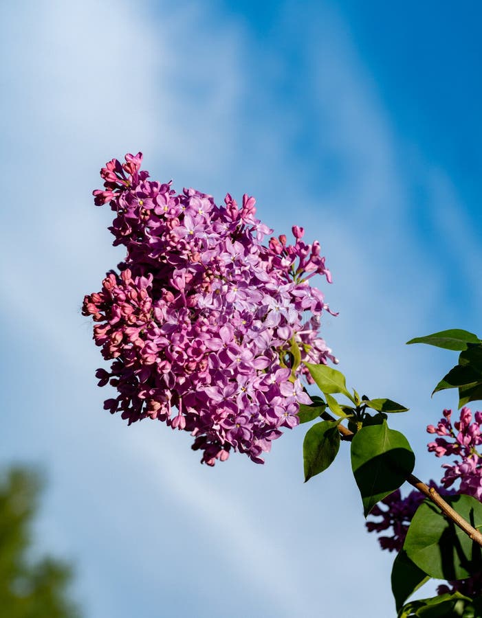 Filial av lila blom royaltyfri foto