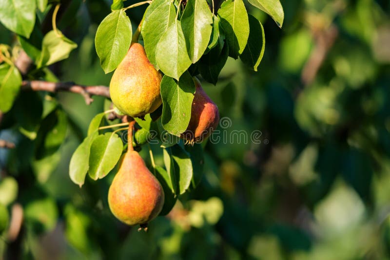 Filial av päronträdet med fruktslut royaltyfria bilder Filial av päronträdet med fruktslut royaltyfria bilder