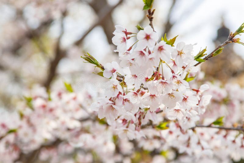 Filial av Sakura blommor i Japan arkivbilder Filial av Sakura blommor i Japan arkivbilder