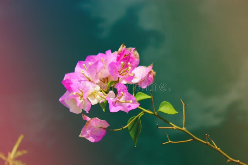 Filial de flores cor-de-rosa