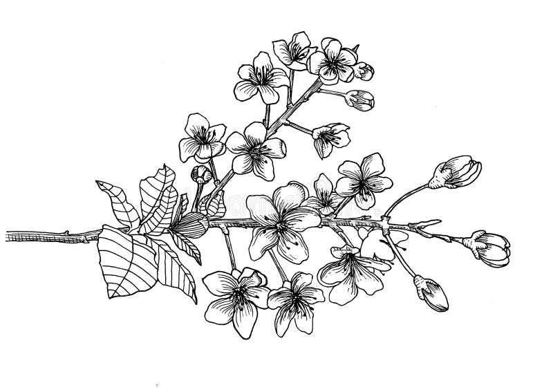 Filial de sakura Mão desenhada linha gráficos ilustração royalty free Filial de sakura Mão desenhada linha gráficos ilustração royalty free