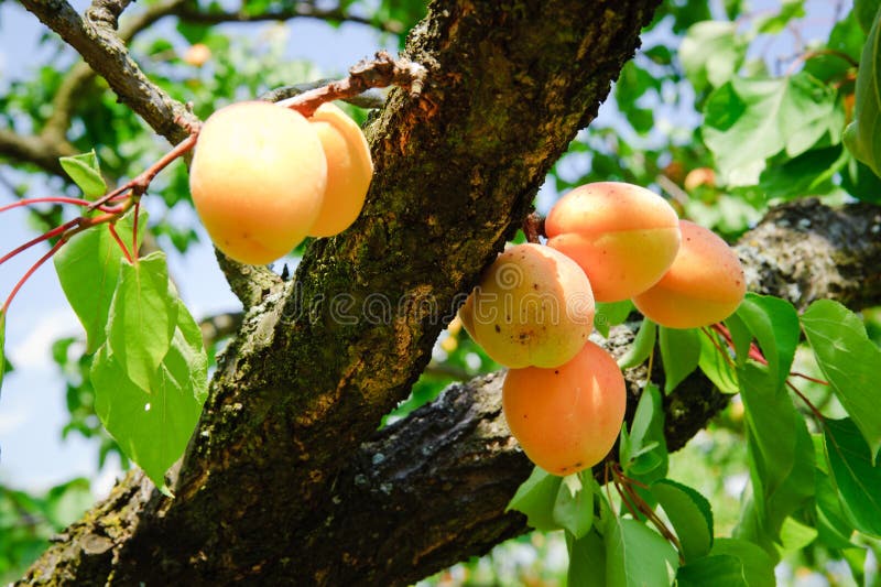 Filial de árvore do alperce imagem de stock Filial de árvore do alperce imagem de stock