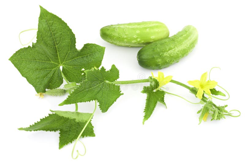 Cucumber branch with two flowers and two cucumber. Cucumber branch with two flowers and two cucumber