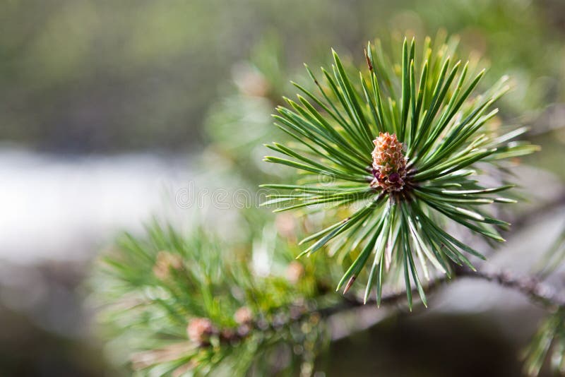Microstrobilus O Cono Di Polline O Cono Maschile Di Pino Scots Pino Pinus Sylvestris In Primavera Da Vicino - Fotografie Stock E Altre Immagini Di Ago - Parte Della Pianta - IStock - Foto 8