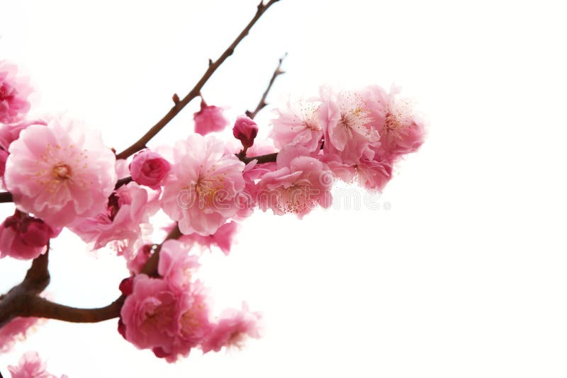 Filiale della prugna con i fiori fotografia stock libera da diritti