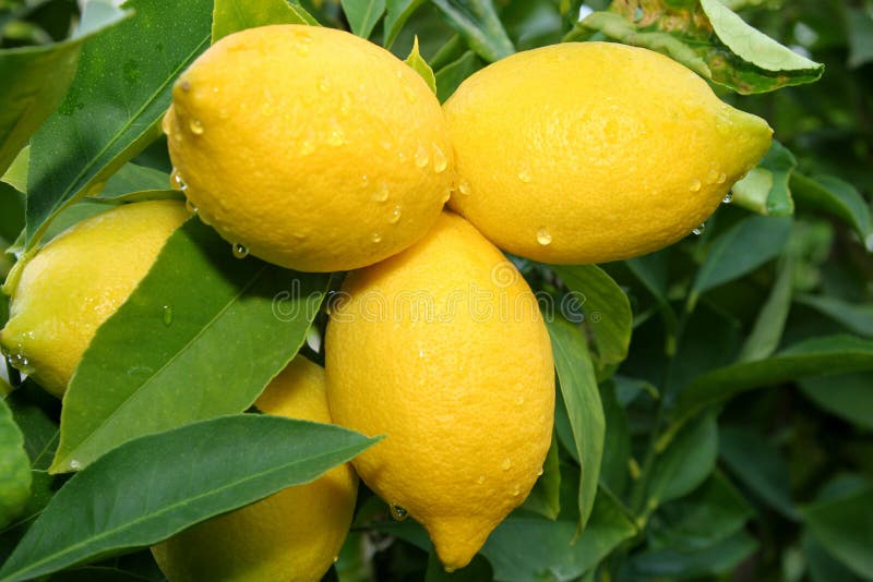 Filiale di albero del limone