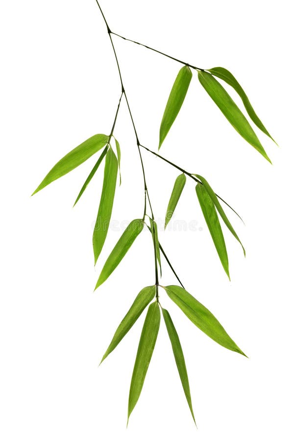 Filiale di bambù verde isolata su bianco