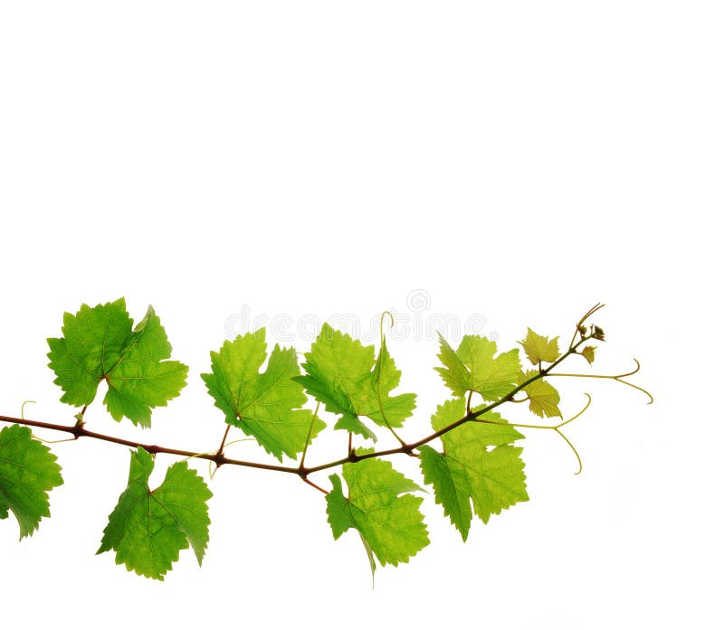 Filiale fresca della vigna immagine stock Filiale fresca della vigna immagine stock