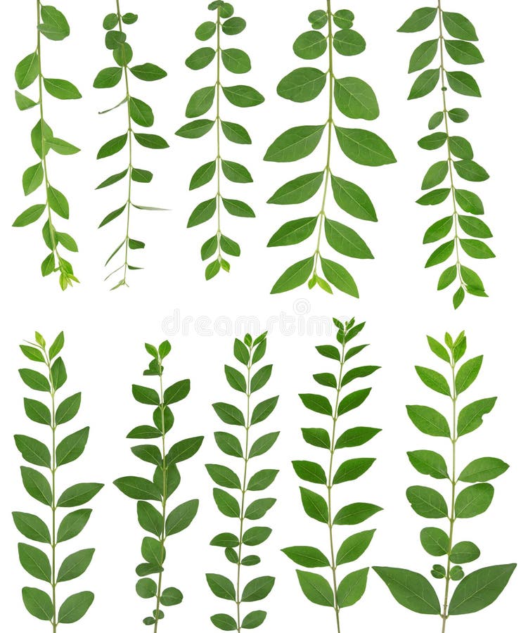 Filiale verde del foglio fotografia stock