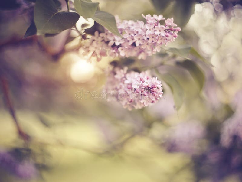 Filialer av buskar av en lila med lila blommor royaltyfri fotografi Filialer av buskar av en lila med lila blommor royaltyfri fotografi