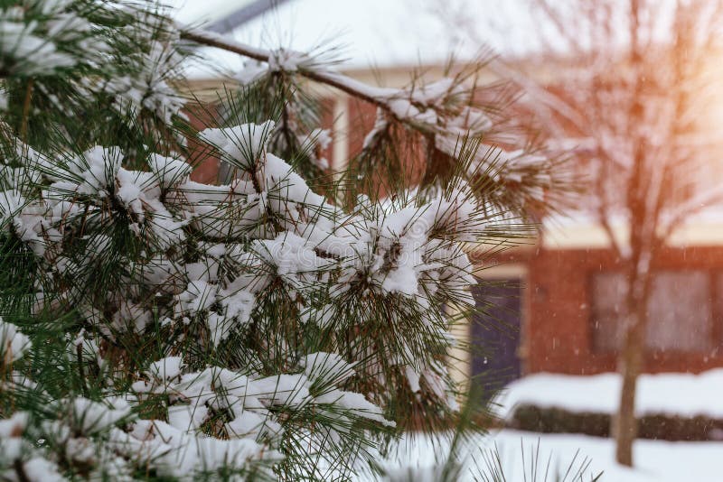 Filialer av buskar i insnöat vintern i molnig snö rider ut vinter för blåa snowflakes för bakgrund vit arkivbild Filialer av buskar i insnöat vintern i molnig snö rider ut vinter för blåa snowflakes för bakgrund vit arkivbild