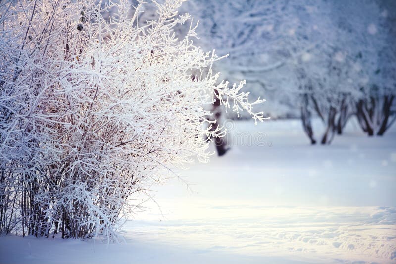 Filialer av buskar i rimfrost och snö, tänds med solen royaltyfria foton Filialer av buskar i rimfrost och snö, tänds med solen royaltyfria foton