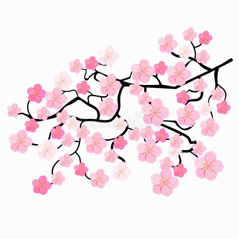 Filialer av japanska körsbärsröda blomningar också vektor för coreldrawillustration vektor illustrationer