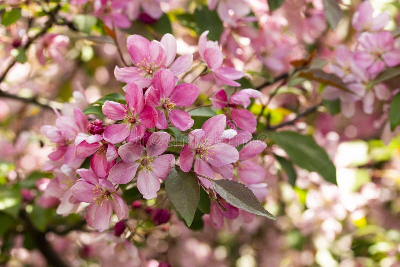 Filialer av äpplen med packekrabbaäpplet blomstrar rosa blommor av våren som blommar äppleträd med sidor, närbild arkivbilder Filialer av äpplen med packekrabbaäpplet blomstrar rosa blommor av våren som blommar äppleträd med sidor, närbild arkivbilder