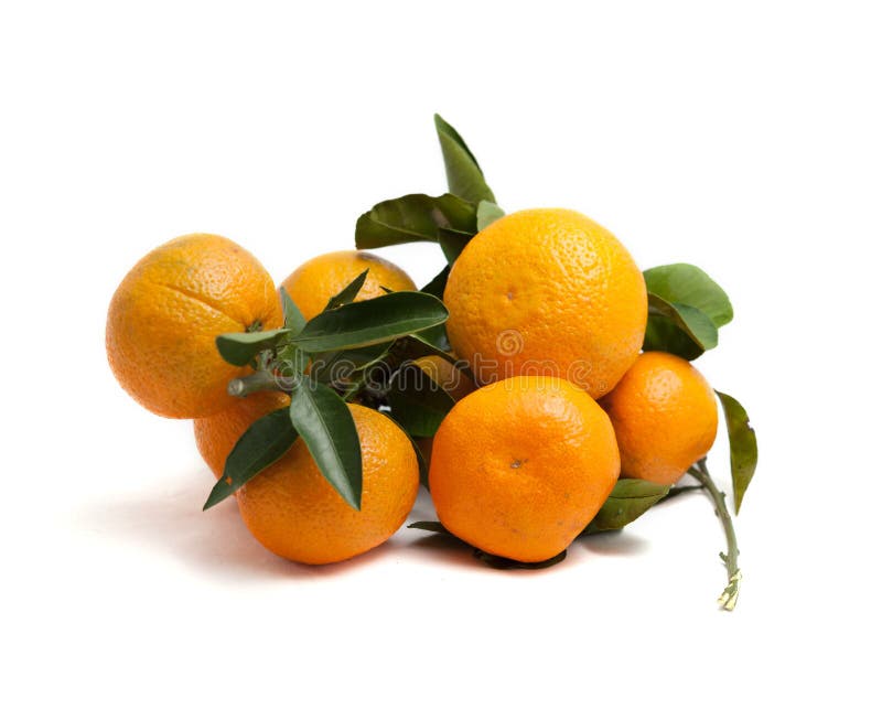 Filialer med frukter av mandariner och sidor citrus white för bakgrund royaltyfri fotografi Filialer med frukter av mandariner och sidor citrus white för bakgrund royaltyfri fotografi