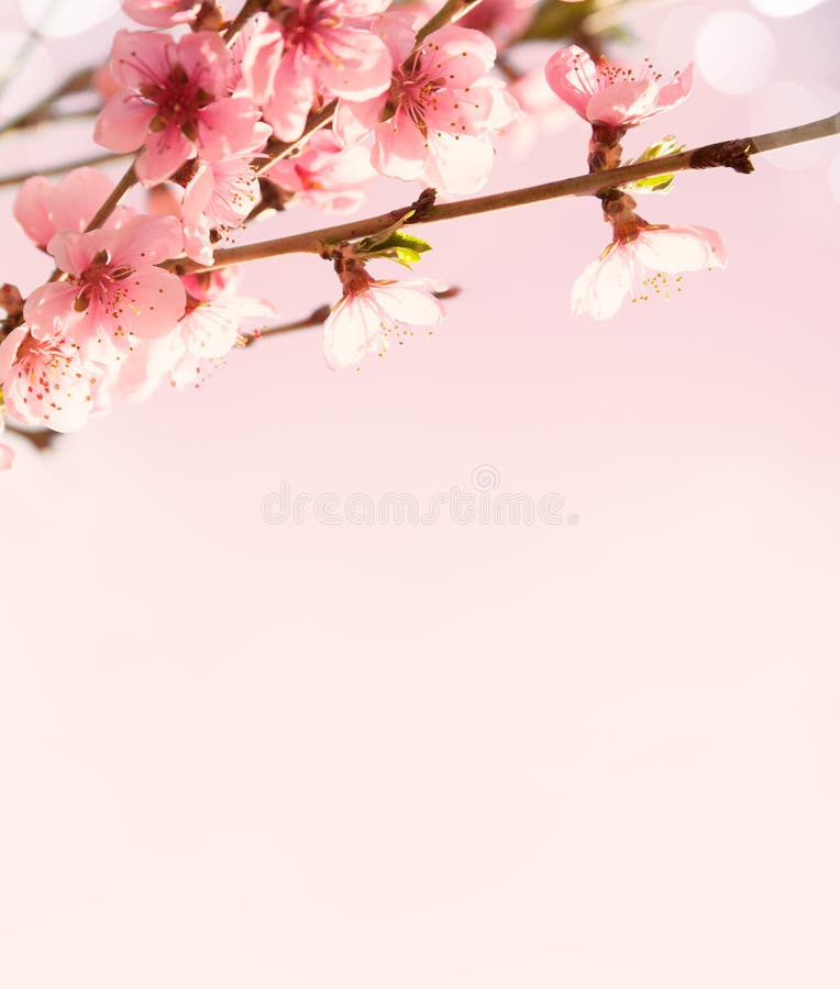 Filialer med härliga rosa blommor (persika) på rosa bakgrund. arkivfoto Filialer med härliga rosa blommor (persika) på rosa bakgrund. arkivfoto