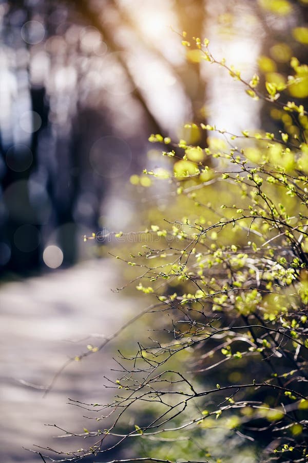Filialerna av buskar tände med solen arkivfoto Filialerna av buskar tände med solen arkivfoto