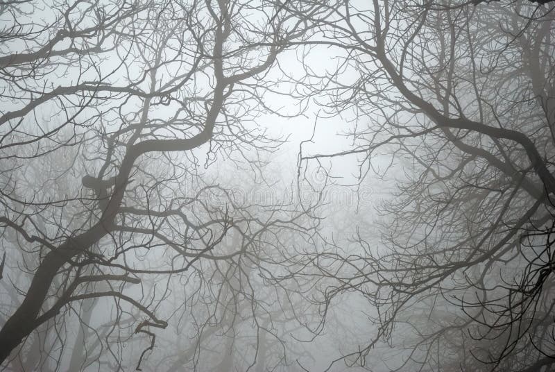 Bare Tree Branches in the Fog in a haunted forest. Bare Tree Branches in the Fog in a haunted forest.