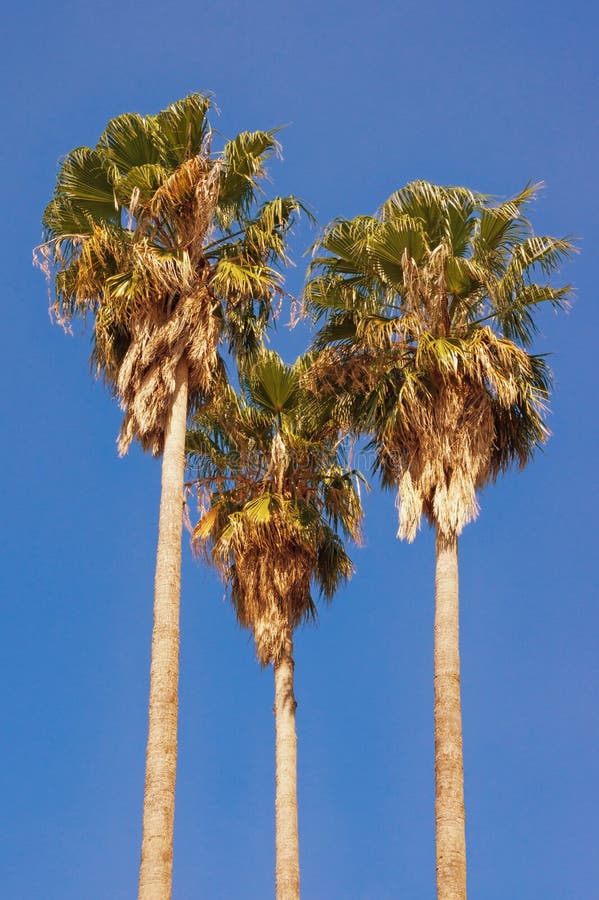 Filifera de Washingtonia de trois palmiers contre un ciel bleu images stock Filifera de Washingtonia de trois palmiers contre un ciel bleu images stock