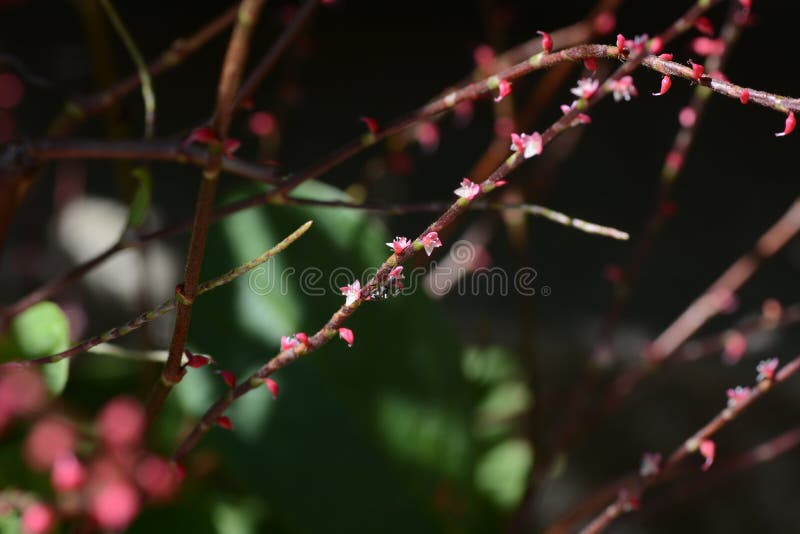 Filiformis de Persicaria foto de stock Filiformis de Persicaria foto de stock